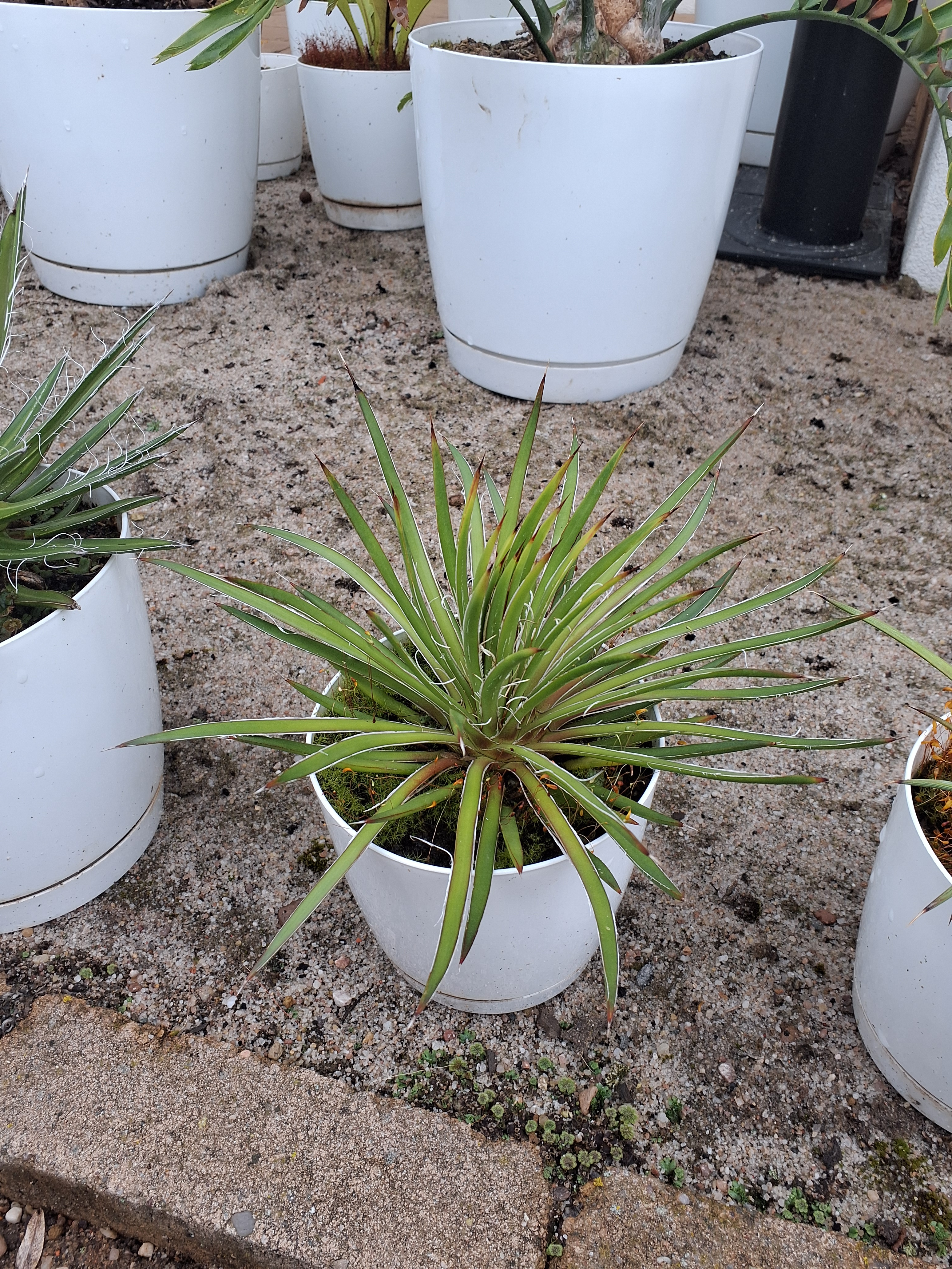Agave geminiflora — dvoukvětá agáve v květináči