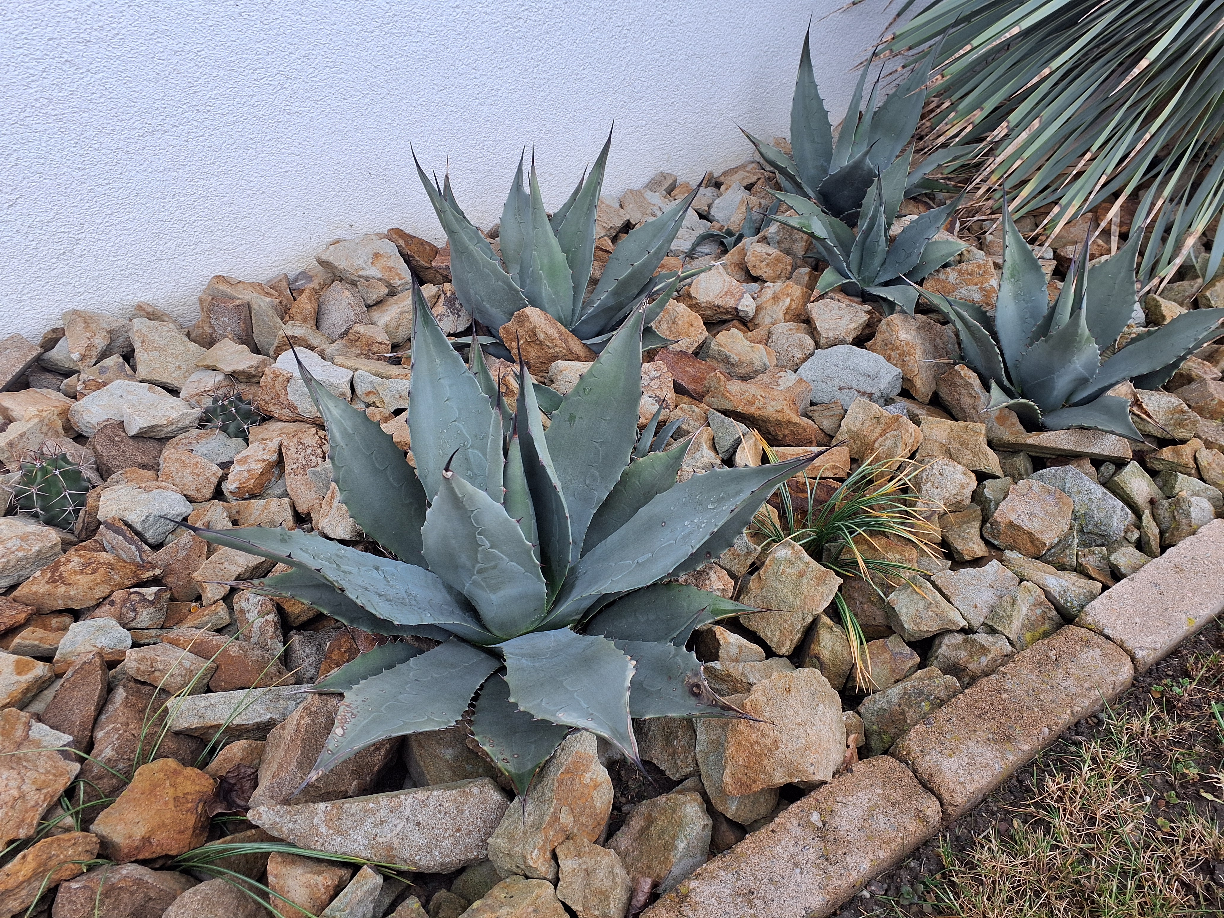 Agave parryi — Parryho agáve