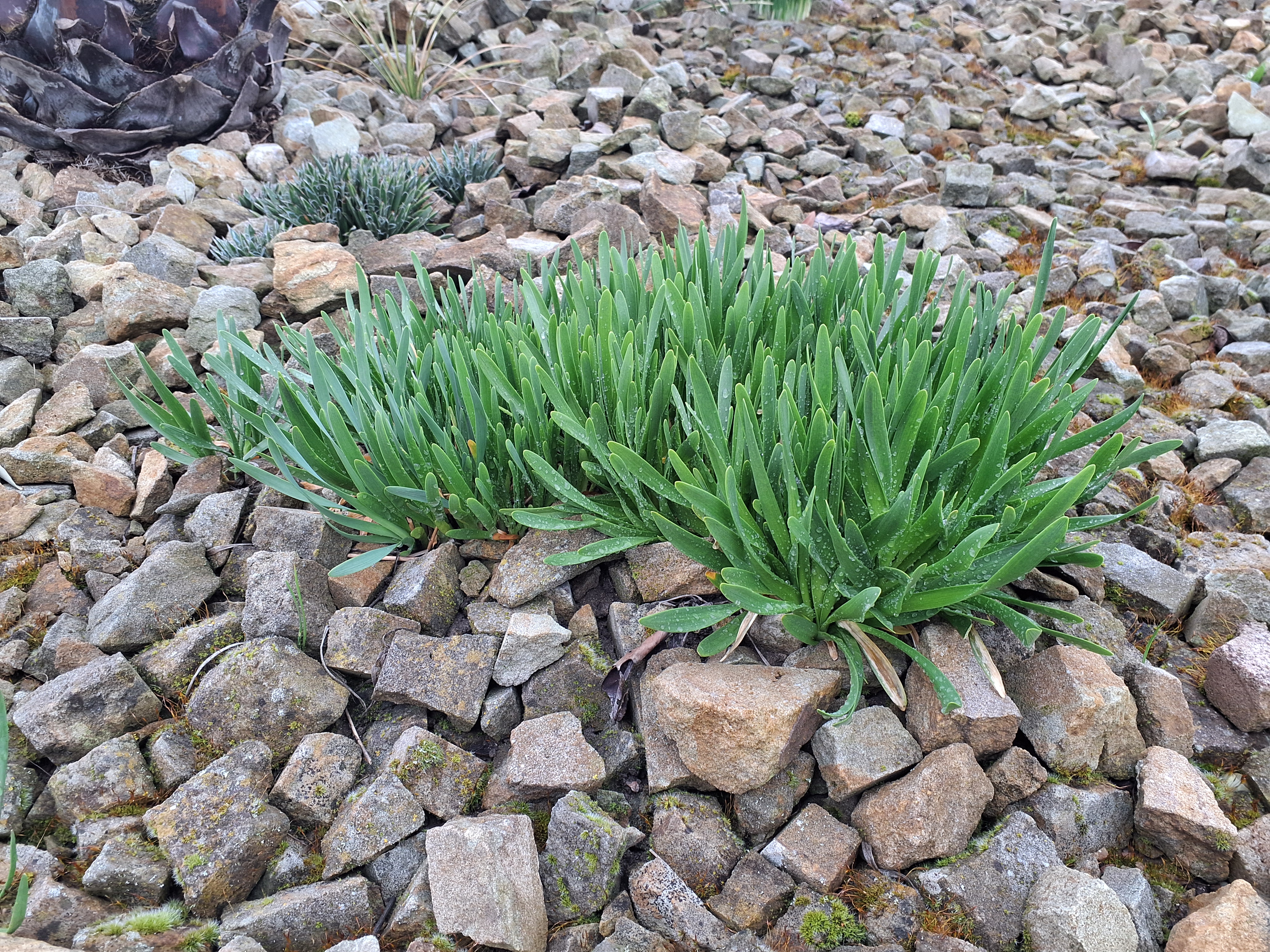 Allium Millenium — Okrasný česnek