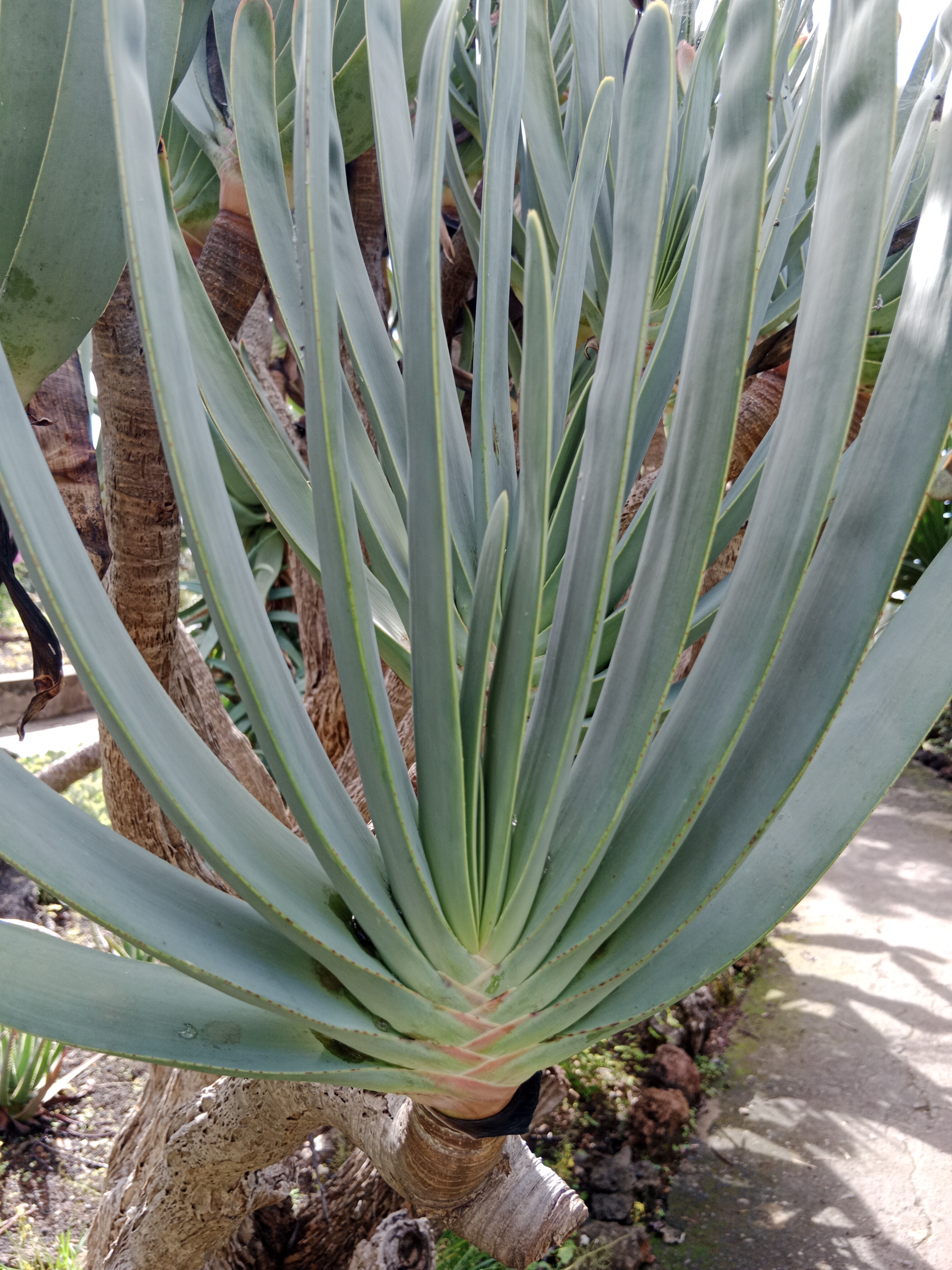 Aloe plicatilis — vějířová aloe s unikátním vějířovitým uspořádáním listů