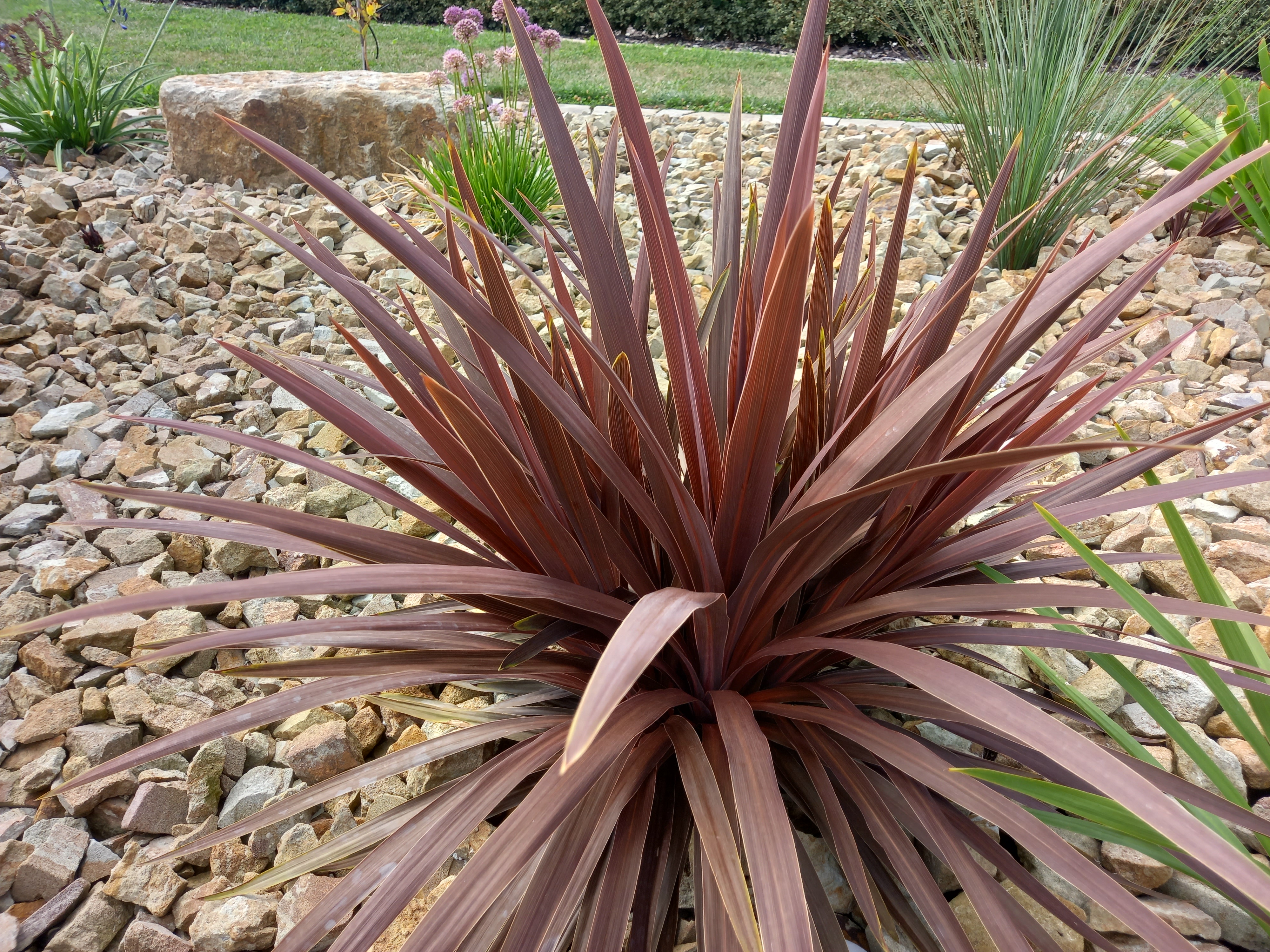 Cordyline australis Rubrum — Dračinka jižní