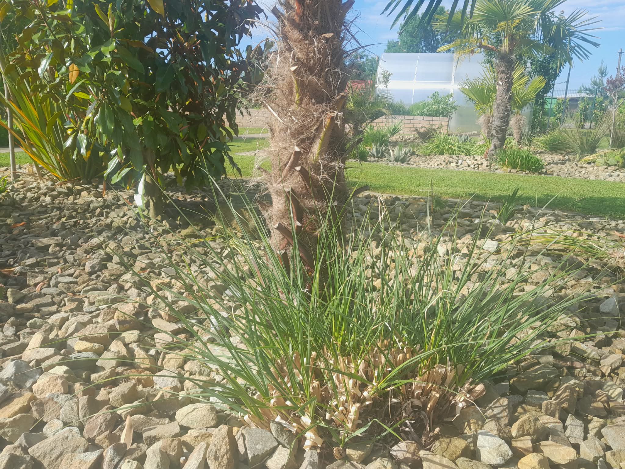 Cortaderia selloana — Pampová tráva Tiny Pampa