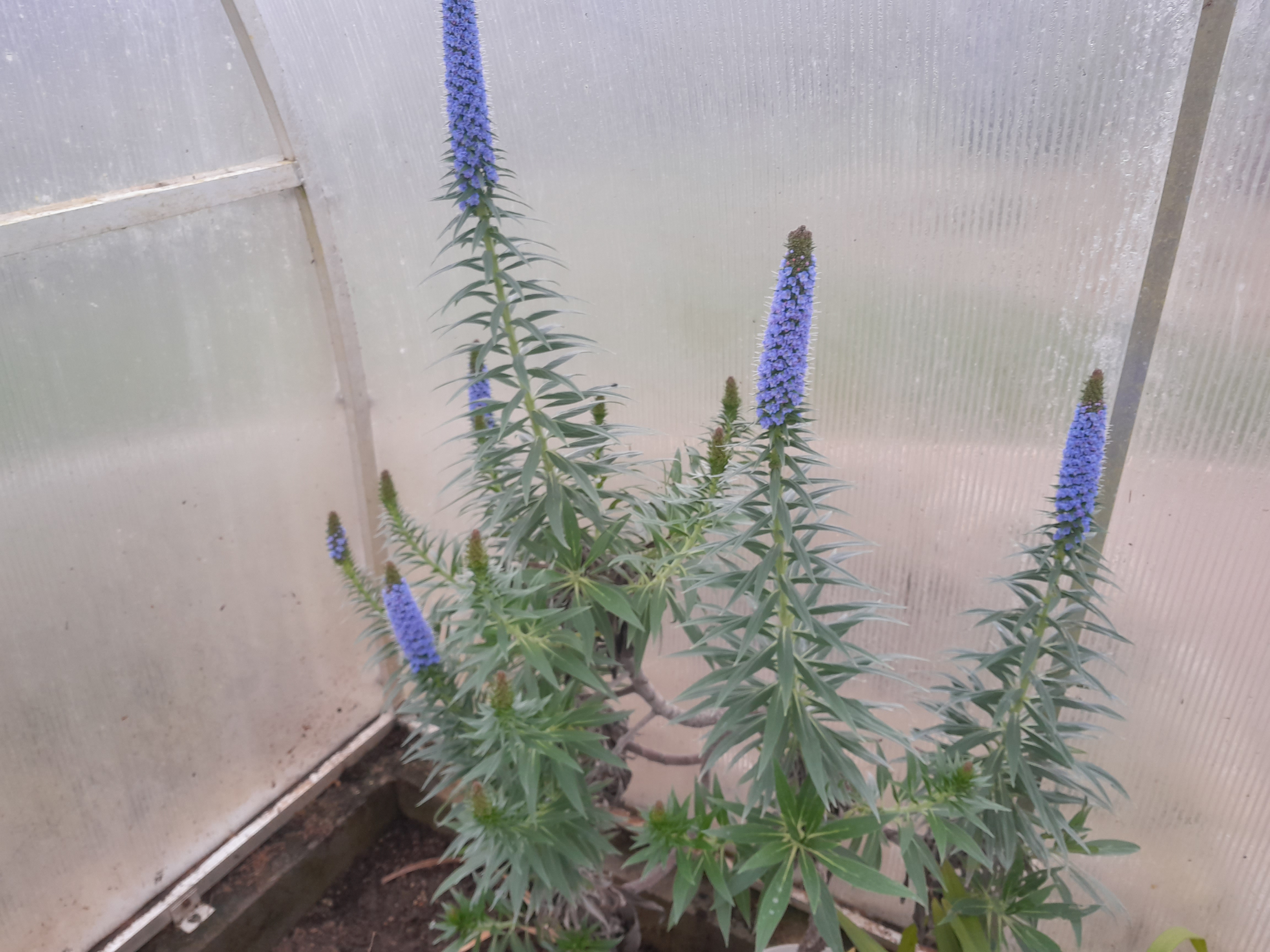 Echium candicans — rozvětvený keř s hustými modrofialovými kuželovitými květenstvími