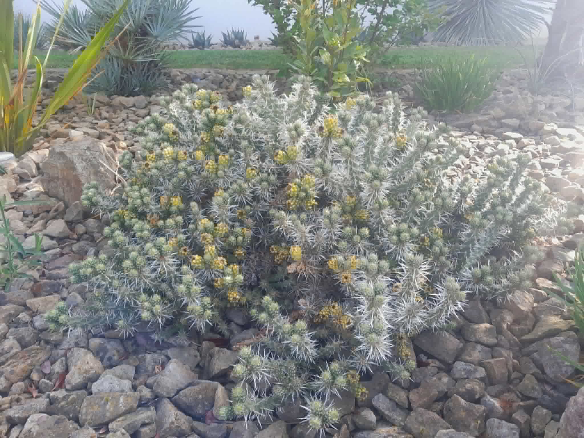 Opuntia spp. — Opuncie