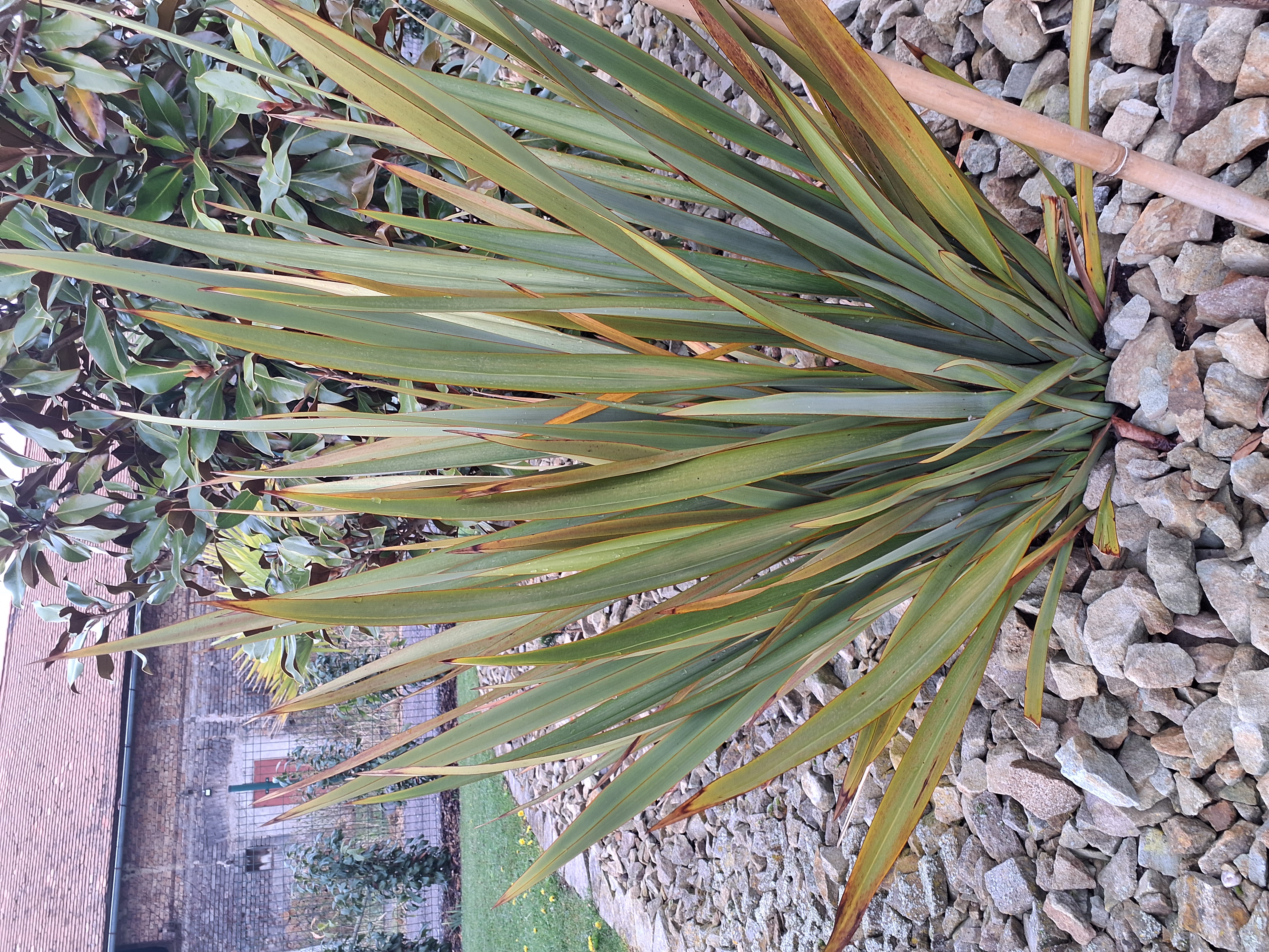 Phormium tenax — Novozélandský len