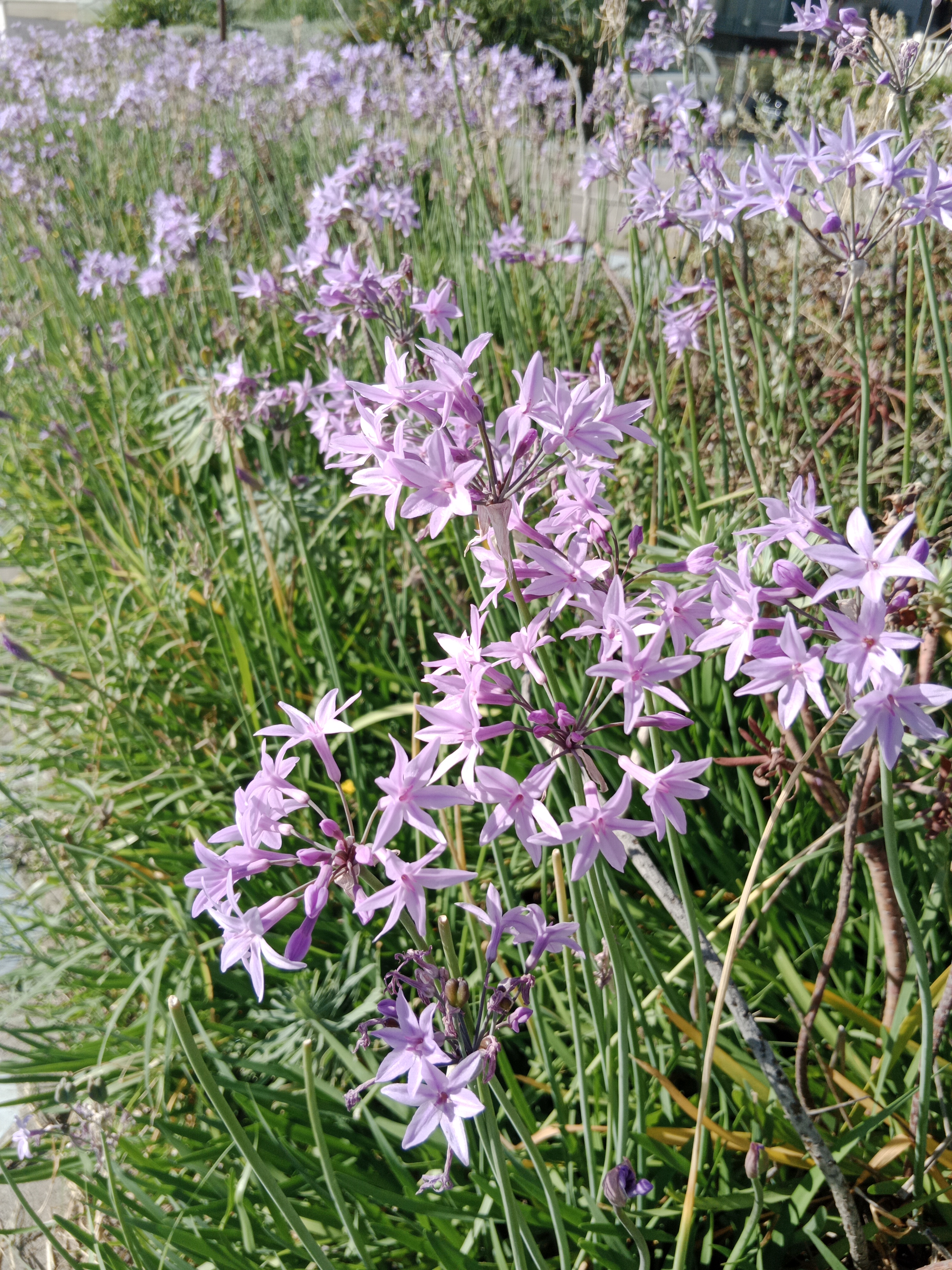 Tulbaghia violacea — česneková tráva s fialovými hvězdicovitými květy