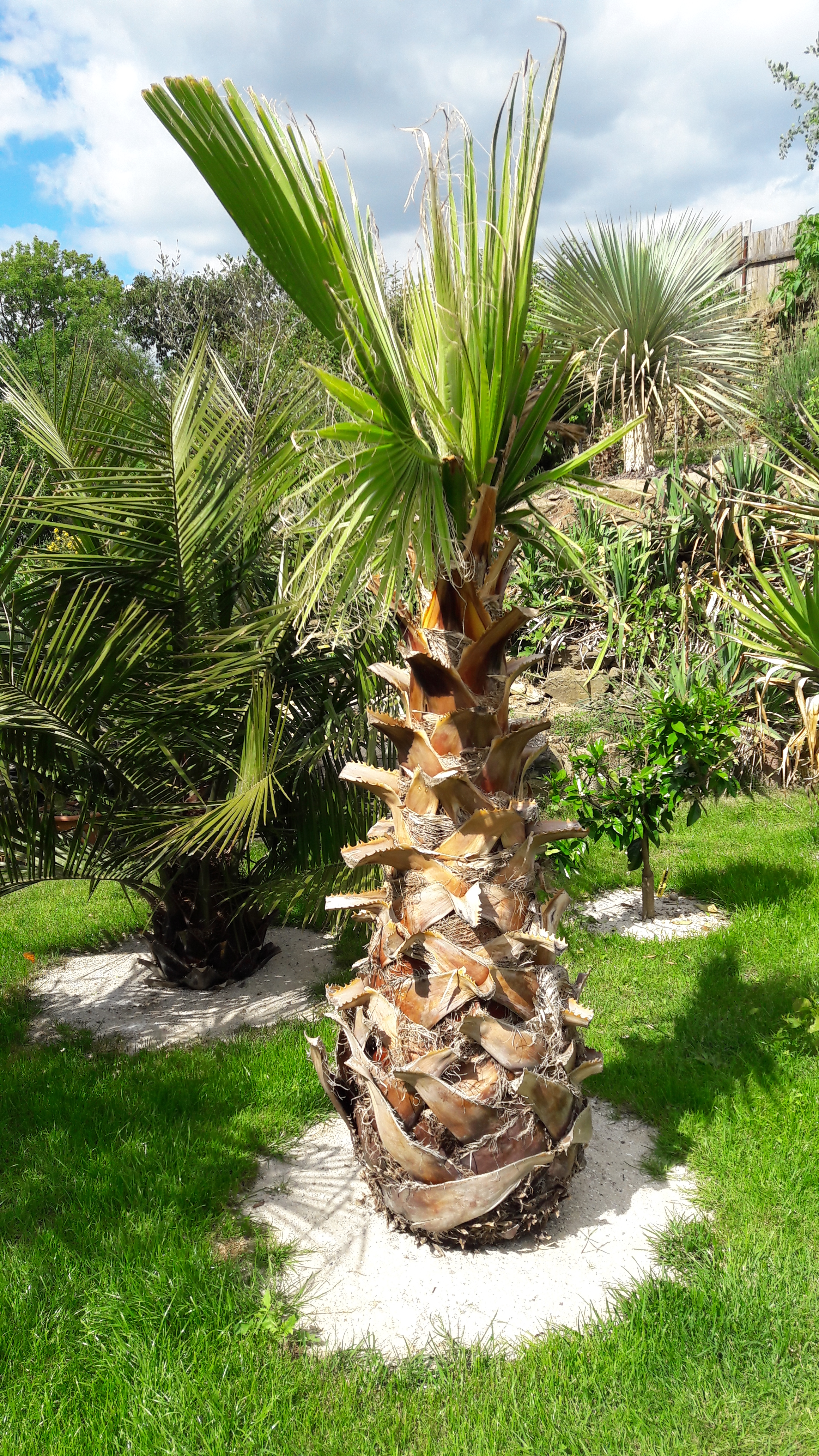 Washingtonia robusta — kalifornská vějířová palma se štíhlým kmenem a vějířovitými listy