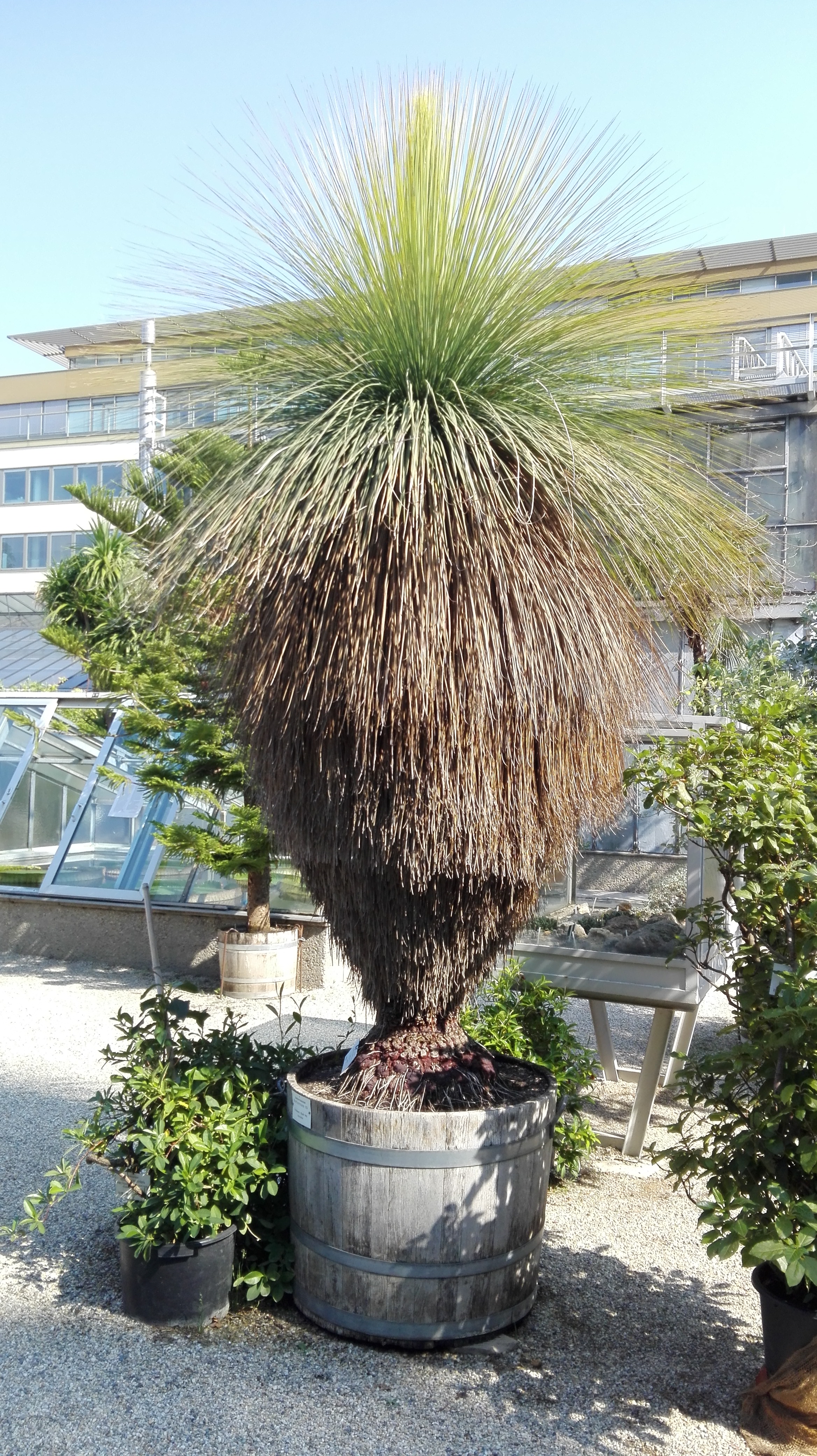 Xanthorrhoea preissii — trávový strom s charakteristickým zčernalým kmenem a chomáčem listů
